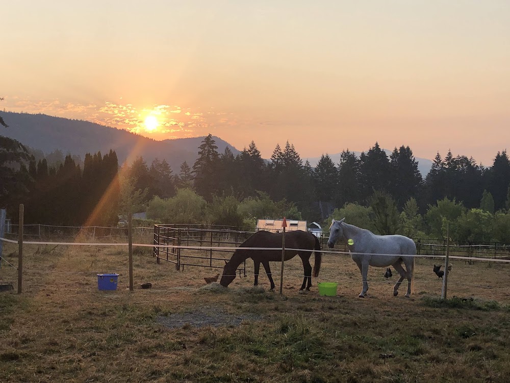 brown and white horses at sunrise